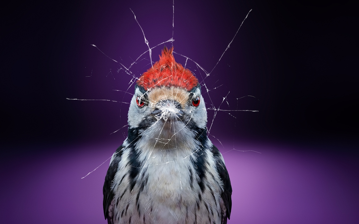 Hackspett med röd tofs hackar sönder skärm, lila bakgrund.