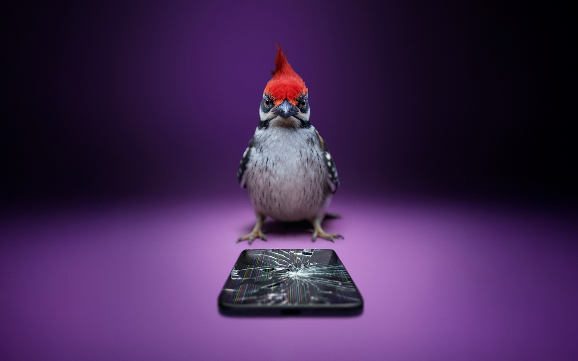 Hackspett framför dator med trasig skärm